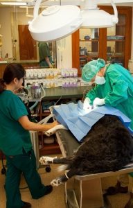 Richmond, VA Veterinarian - Bon Air Animal Hospital - Home